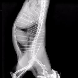 Veterinario sistema de radiografía digital